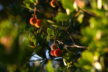 A strawberry tree (arbutus unedo) with mature fruits. Arbutus unedo is an evergreen plant typical of the Mediterranean region. The fruit is a red aggregate drupe with a rough surface.