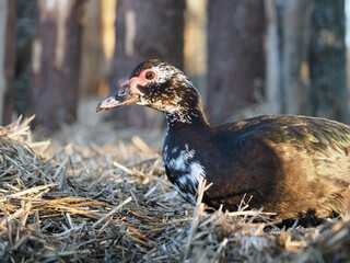 Portrait of a beautiful musk duck on a farm