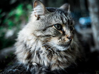 Beautiful big grey cat with green eyes. A homeless cat walks in nature, in the countryside. Sunny day, a cat in the shade under a tree. Close-up, blurred bokeh background. Kitten Is Resting