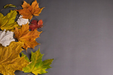 Yellow autumn leaves on a gray background