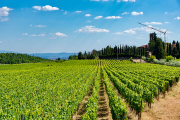 Fototapeta na wymiar vineyards of felsina winery of chianti