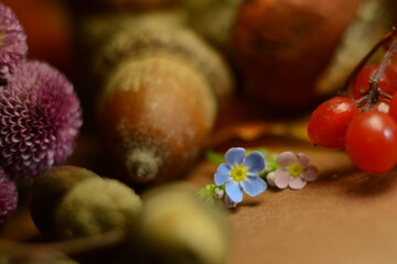 Forest still life of forget-me-nots, acorns and mushrooms. Macro