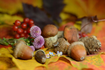 Autumn still life - mushrooms, acorns, cones, chrysanthemums and viburnum on autumn leaves