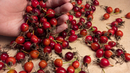 photo of rose hips. red rose hips in the palm and on craft paper