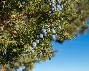 A Western Juniper berries (Juniperus occidentalis) in the Charles Sheldon Antelope Range inside Sheldon National Wildlife Refuge, Washoe County, Nevada, USA