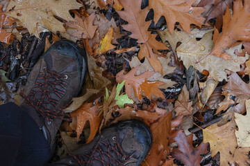 Fallen from a tree leaves in the forest in autumn