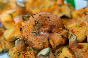 Edible mushrooms called Niscalos typical of pine forests in Spain. Orange autumn food