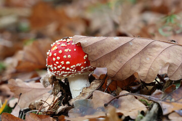 Closeup of amanita muscaria mushroom in forest