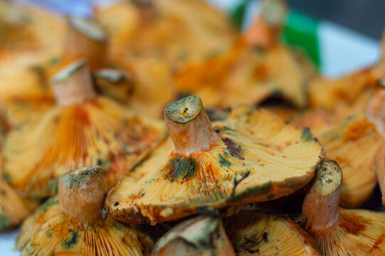 Edible mushrooms called Niscalos typical of pine forests in Spain. Orange autumn food
