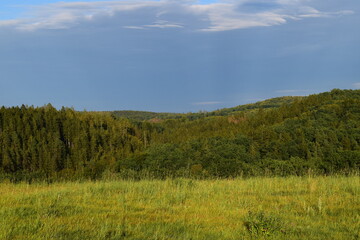 Fototapeta premium forest and sky