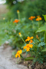 Beautiful marigolds bloom outdoors
