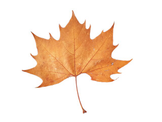White background with dry brown leaf