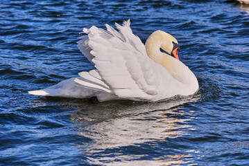 A graceful white Swan on dark blue water.