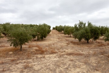 Fototapeta na wymiar Big Olive Trees Plantation