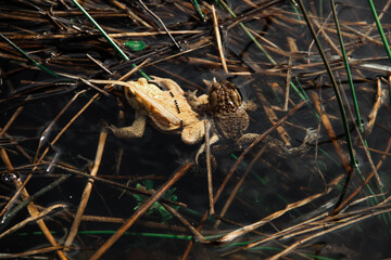 two frogs