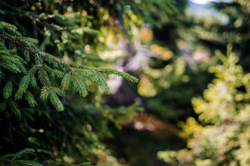 Landscape of autumn trees