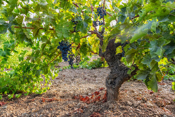 bunches of grapes on a vine in a field of Andalusia, Spain