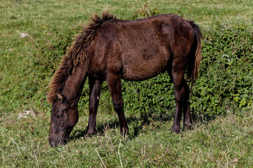 Young horse foal grazing grass. Pasture grassland in Beskid Niski area in Poland, Europe.