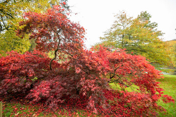 Japanese maple (acer japonica) tree