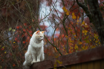 Naklejka na ściany i meble White fluffy cat standing relaxed on the wooden crate in bright november day. Adorable autumn bokeh. Cottagecore aesthetics, rural and everyday life concept. Copy space