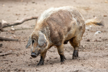Fototapeta premium woolly pig (in german Mangalica-Schwein or Mangalitza) 