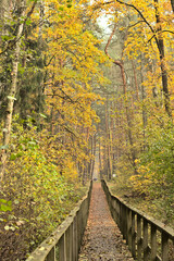 The colors of autumn on a forest path with a wooden walking platform.