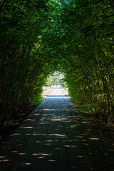 Green tunnel in fresh spring foliage, path into the light