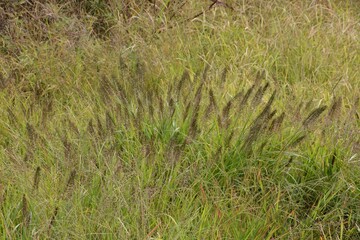 Chinese fountain grass / Poaceae perennial grass