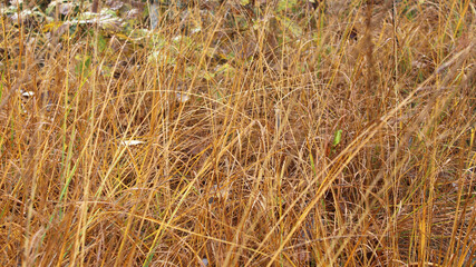 Fototapeta premium Colorful yellow wilted leaves of grass in autumn. Leaves texture, beautiful nature background.