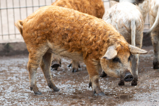 woolly pig (in german Mangalica-Schwein or Mangalitza) 