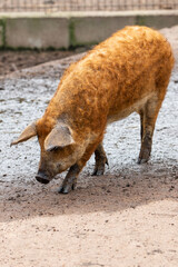 woolly pig (in german Mangalica-Schwein or Mangalitza) 