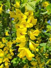 yellow flowers in the garden