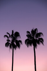 Fototapeta na wymiar Silhouette Of Palm Trees In Front Of Purple Sunset