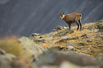 Chamois staying in an autumn mountain meadow