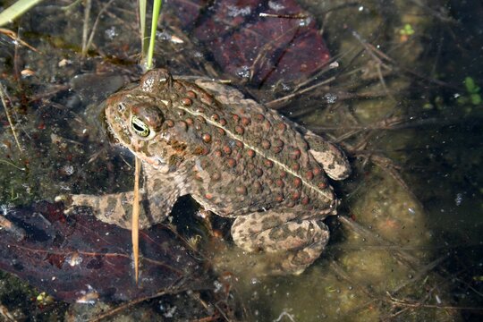 Natterjack toad (Epidalea calamita) in shallow water. Characteristic warty skin and pale dorsal stripe. European amphibian in natural habitat