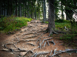 walkway in the forest with a root system