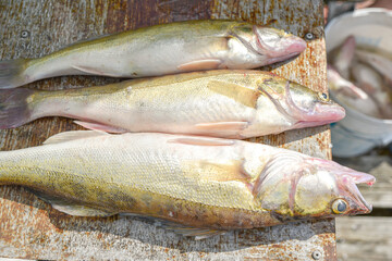 freshwater common bream fish