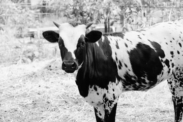 Spotted longhorn calf portrait with horns in black and white close up.