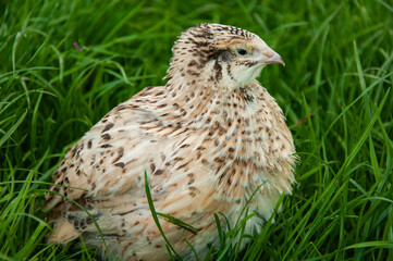 Beautiful quail bird on green grass