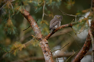 Eurasian pygmy owl perched on pine tree