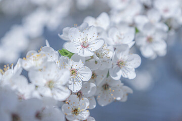 cherry tree blossom.  spring flowers. floral background. spring background. tulips. primroses. spring and easter. summer flowers. flowers in the park.
