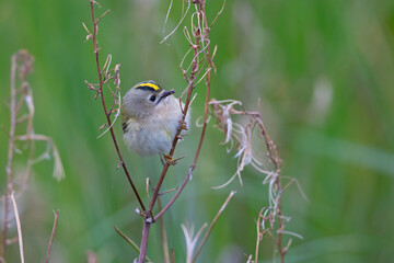 Naklejka premium A migrating goldcrest foraging for small insects.