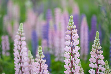 Pink and purple blooming lupin flowers (soft focus)