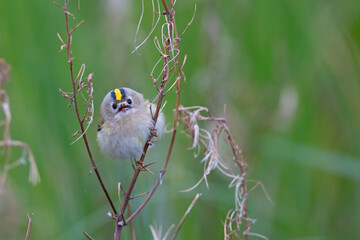 A migrating goldcrest foraging for small insects.