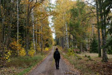 Fototapeta premium Forest bath in a fall season colored forest