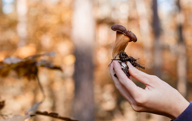 Autumn time. Mushrooms in hands. Picking mushrooms. Gifts of the forest. Hands and mushrooms. Leg and hat.