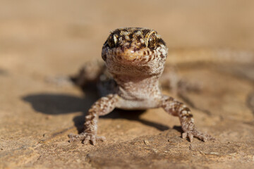 Close up of Prickly Gecko