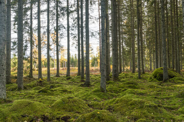 Moss covered forest ground in a spruce forest
