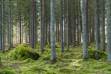 Green mossy spruce tree forest