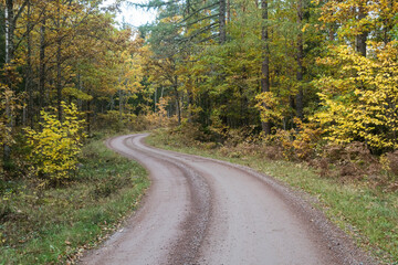 Curved gravel road in a fall colored forest